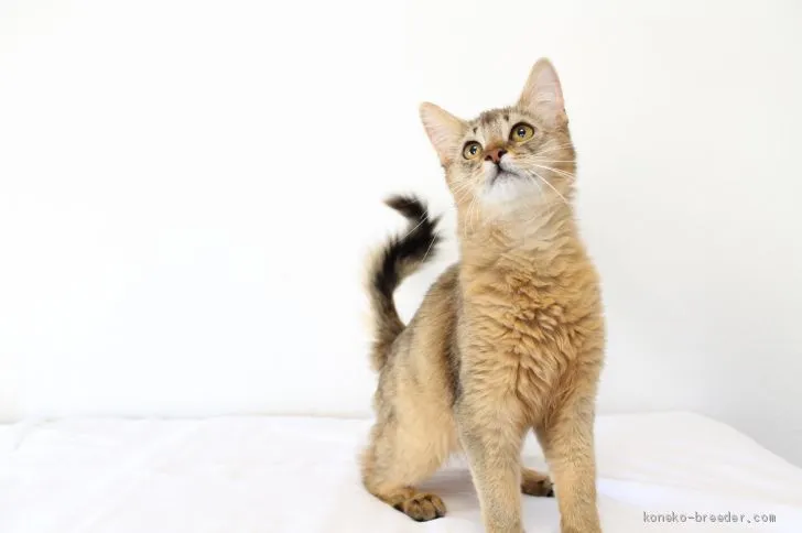 ID:2007-02051の子猫