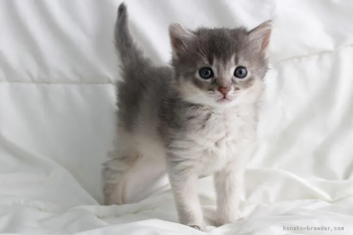 ID：2204-01471の子猫