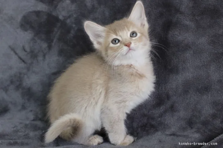 おもち 様のお迎えした子猫