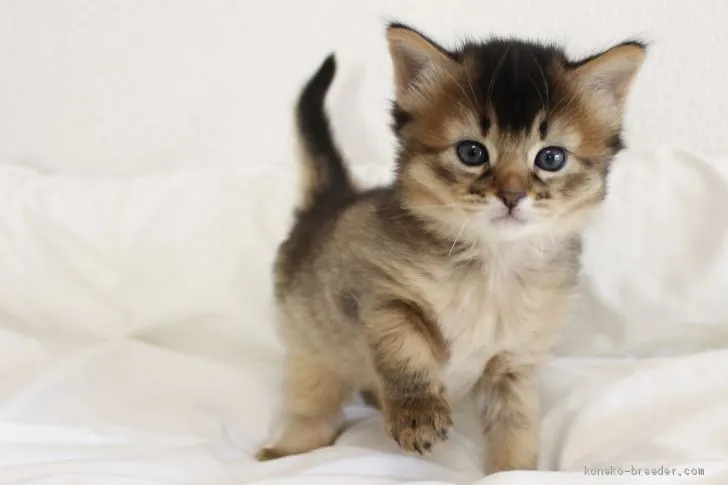 ID:2103-00876の子猫