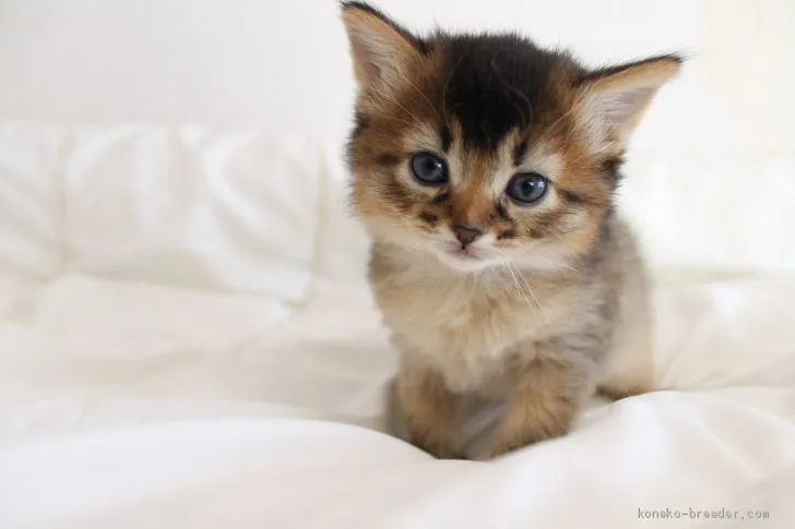 長老の妻 様のお迎えした子猫