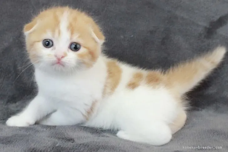 ID:2206-01704の子猫