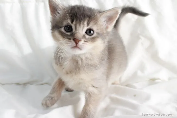 ID：2201-01335の子猫