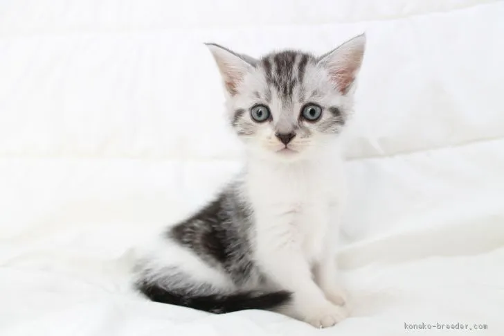 ID:2010-01743の子猫