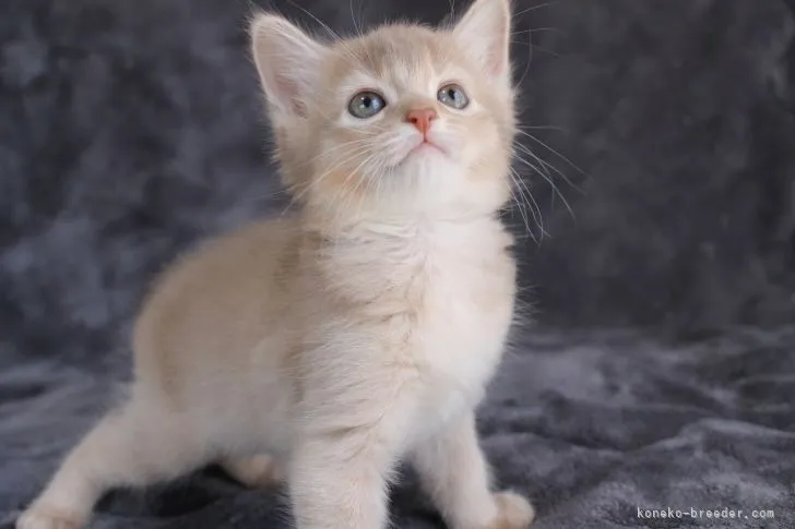 ID:2107-00768の子猫