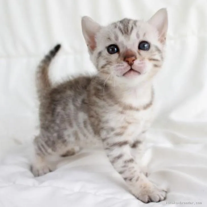 M.A 様のお迎えした子猫