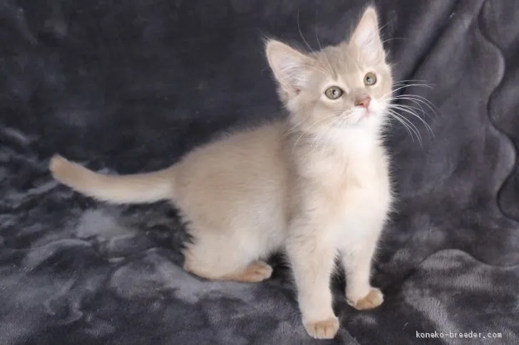 ID：2101-01838の子猫