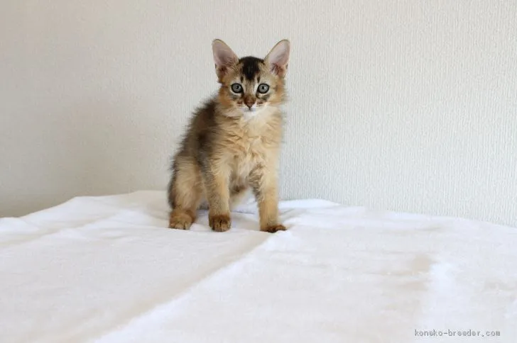 ID:2010-02116の子猫