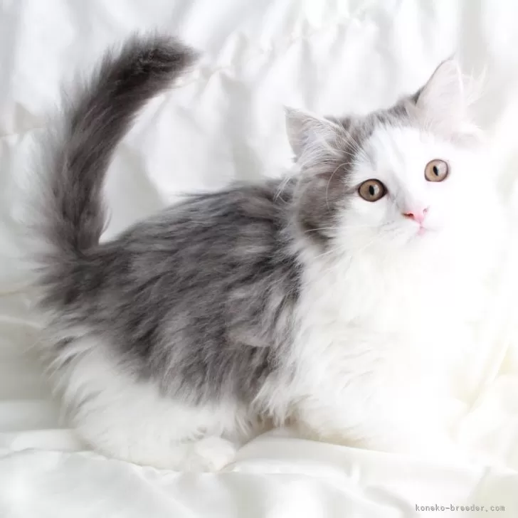 ID:2403-00606の子猫