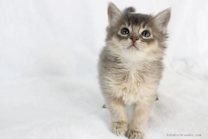 ID:2102-01481の子猫
