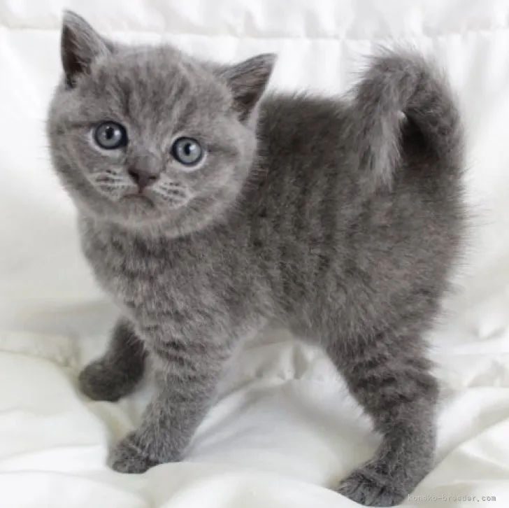 ID:2307-01840の子猫