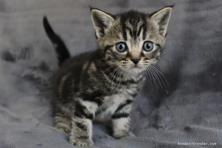 ID:2105-00712の子猫