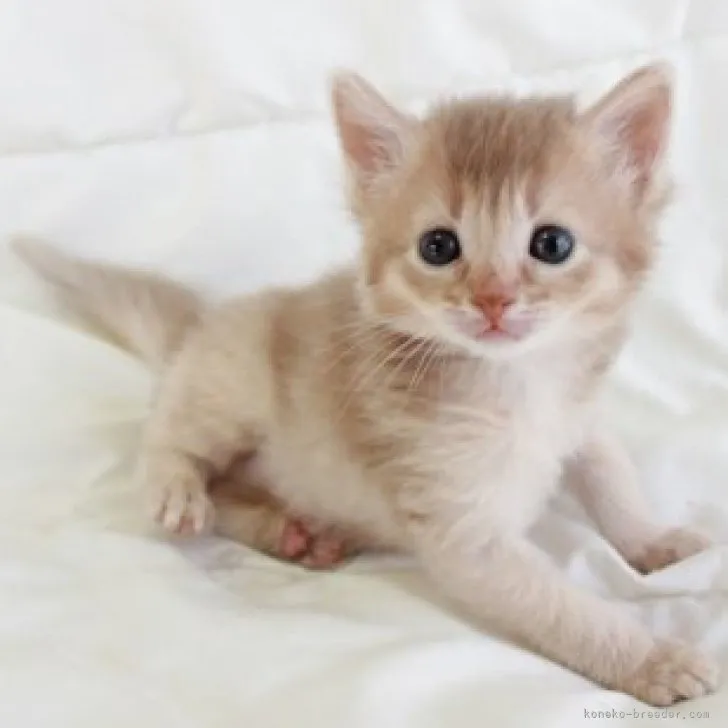 K.O 様のお迎えした子猫