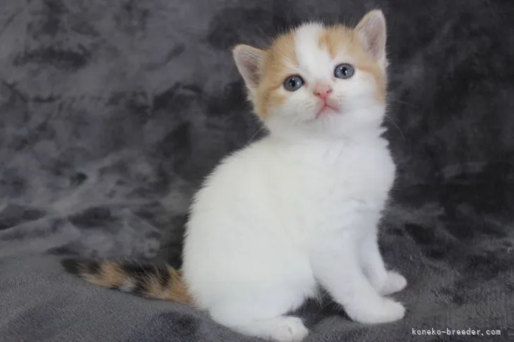むねゆき 様のお迎えした子猫