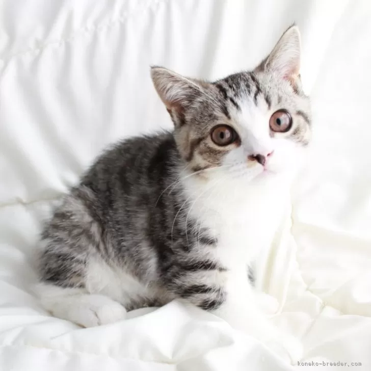 ID：2403-00605の子猫