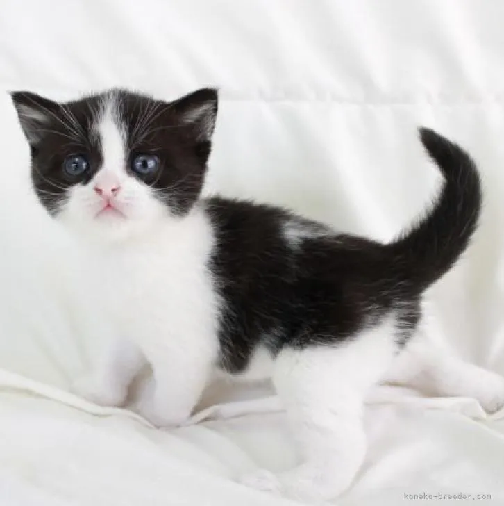 ID：2209-01053の子猫