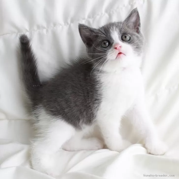 ID：2405-01552の子猫