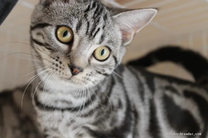 ID:2010-01739の子猫