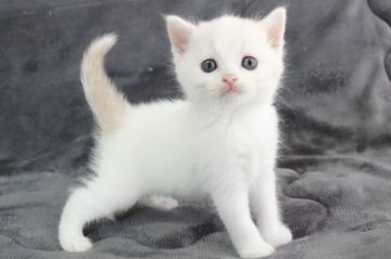 スコティッシュフォールド(立ち耳)【和歌山県・男の子・2022年5月8日・クリームタビー&ホワイト】の写真「超絶美形な男の子🐾」