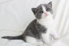 スコティッシュフォールド(立ち耳)【和歌山県・女の子・2022年6月5日・ブルータビー&ホワイト】の写真1