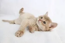 ソマリ【和歌山県・女の子・2021年1月15日・フォーン】の写真1「2021/02/24 撮影」