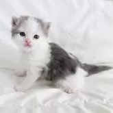 スコティッシュフォールド(立ち耳)【和歌山県・男の子・2024年2月15日・ブルーホワイト】の写真2