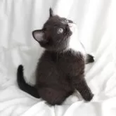 スコティッシュフォールド(立ち耳)【和歌山県・男の子・2024年3月28日・ブラックホワイト】の写真2