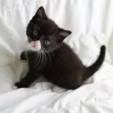 スコティッシュフォールド(立ち耳)【和歌山県・男の子・2024年3月28日・ブラックホワイト】の写真3