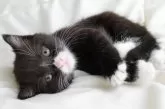 スコティッシュフォールド(立ち耳)【和歌山県・男の子・2024年3月28日・ブラックホワイト】の写真4