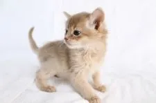 ソマリ【和歌山県・女の子・2021年1月15日・フォーン】の写真4