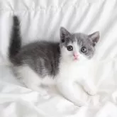 スコティッシュフォールド(立ち耳)【和歌山県・女の子・2024年3月28日・ブルーホワイト】の写真5