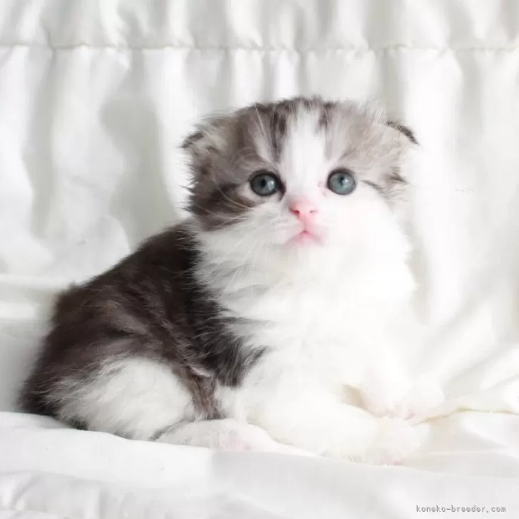 ID:2504-02678の子猫