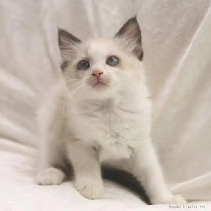 M.O 様のお迎えした子猫