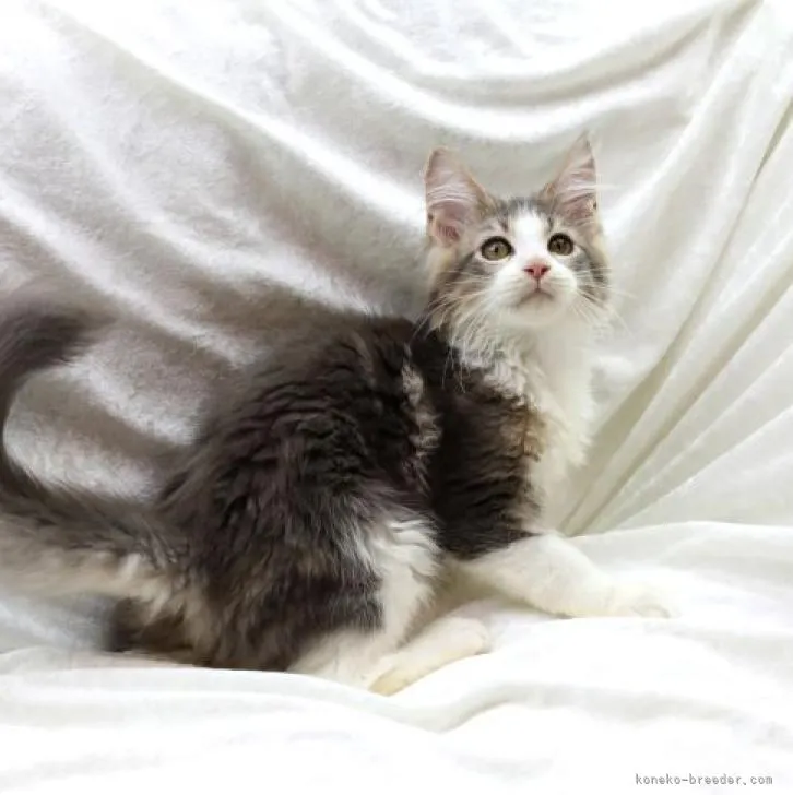 ID：2208-01132の子猫