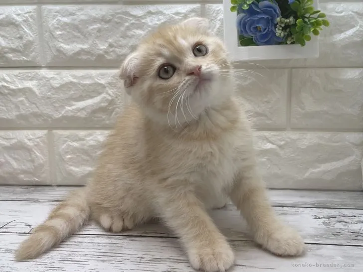 ID：2205-02775の子猫