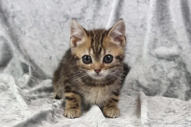 ID:2202-01728の子猫