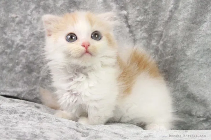 ID:2204-02682の子猫