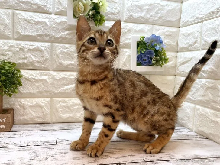 H 様のお迎えした子猫