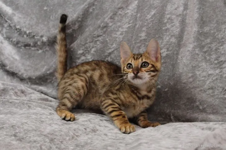 ID：2205-00945の子猫