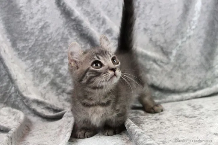 ID：2201-01219の子猫