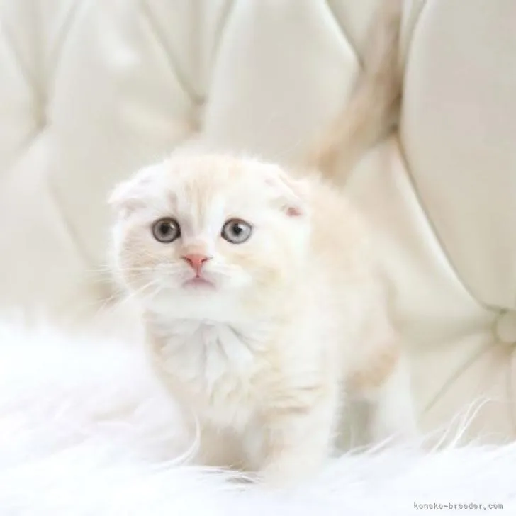 ID：2301-01266の子猫
