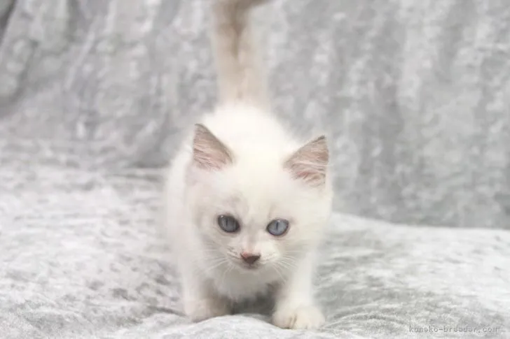 ID:2205-00195の子猫