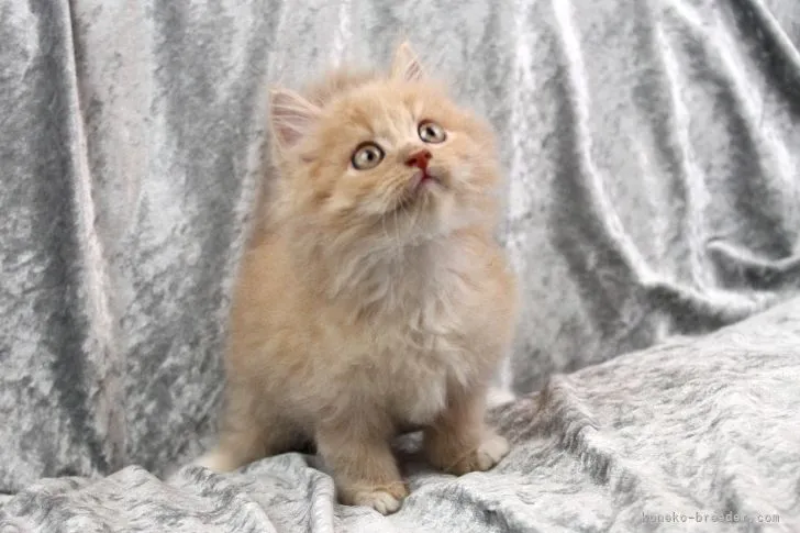 ID:2205-01051の子猫