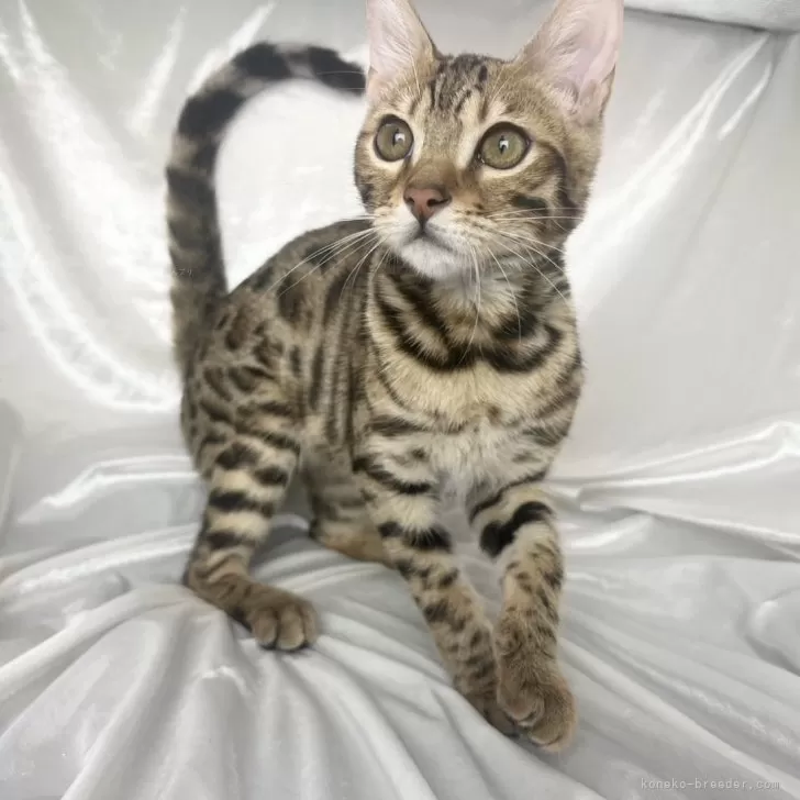 ID：2401-01574の子猫