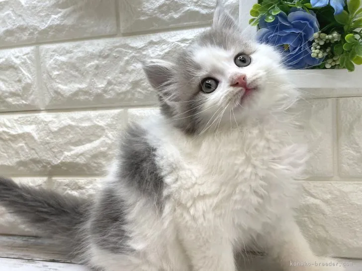 ID：2205-02693の子猫