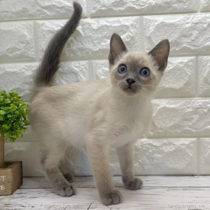 ID:2206-03357の子猫
