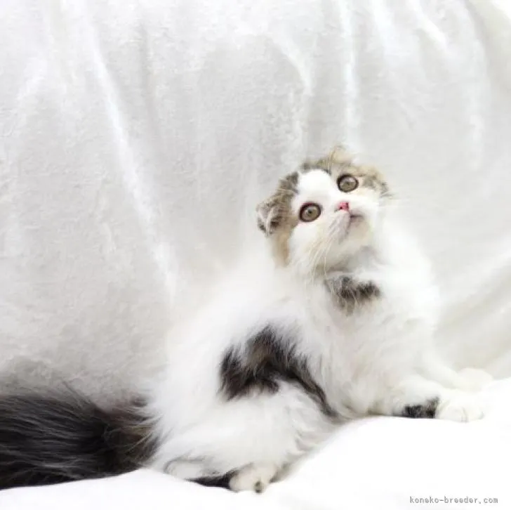 ID：2208-00085の子猫