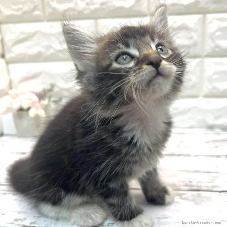 ID:2206-02570の子猫