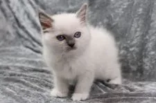 ラグドール【愛知県・男の子・2022年3月19日・ブルーポイントミテッド】の写真1「5/9撮影」