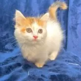 マンチカン(短足)【愛知県・女の子・2023年11月10日・キャリコ】の写真1「12/27撮影」